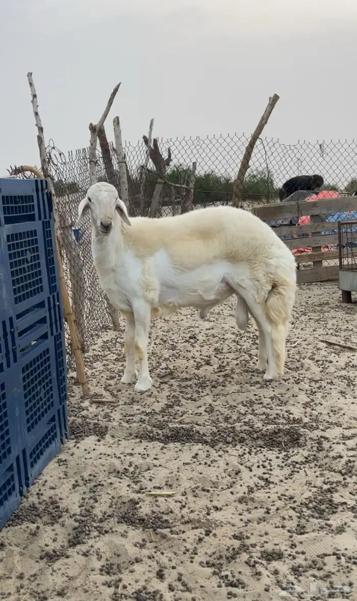 طلي مشروع فحل صنف 1
