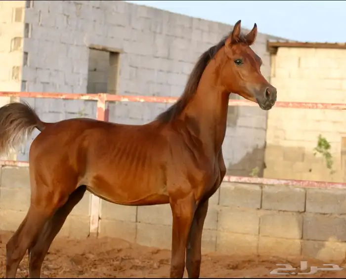 مهر واهو شيخ 4