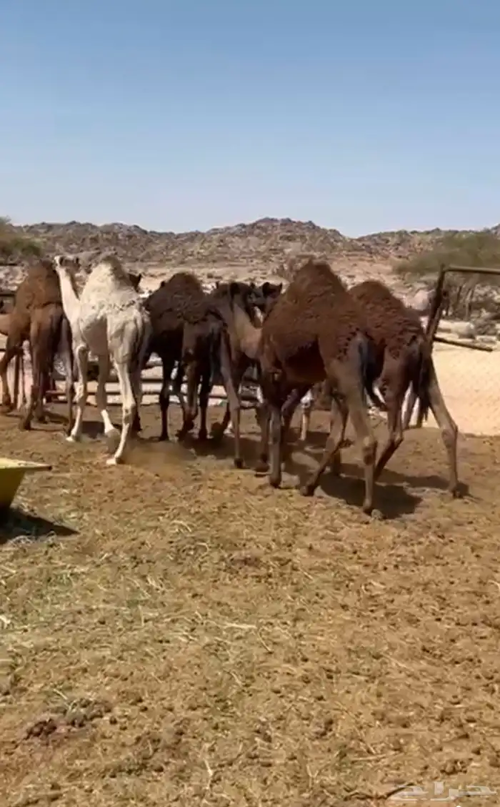 5بكار و3قعدان حشوان ناااهيه 0
