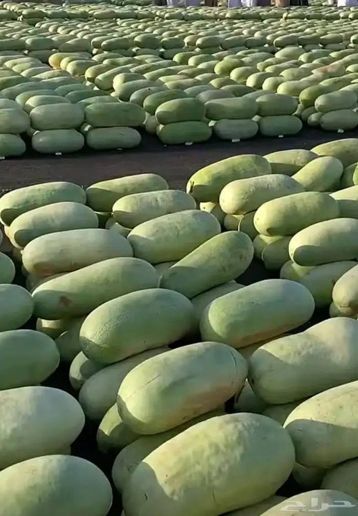 حبحب من الجوف طازة وشرط سكر واحمر 2