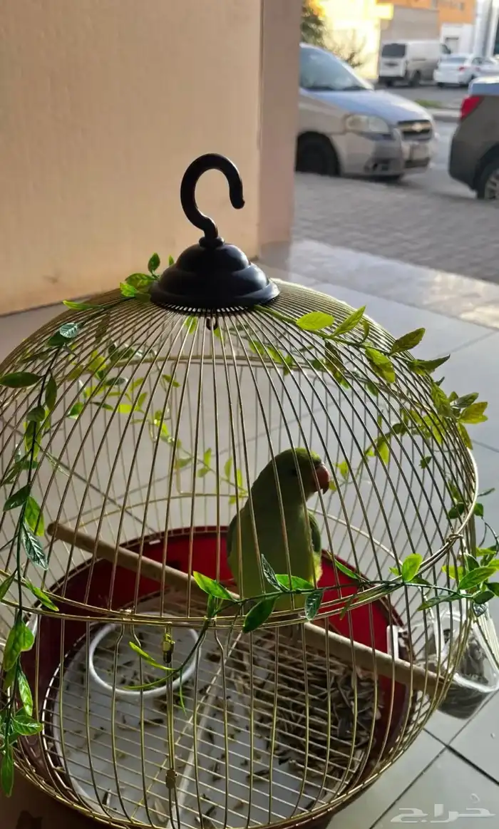 ببغاء درة هندي أليف 1