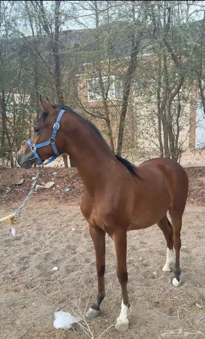 مهر شعبي كفو 0