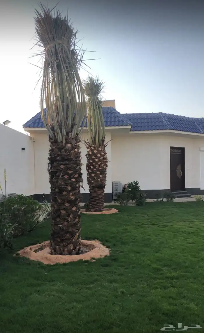 تنسيق حدائق منزليه 49