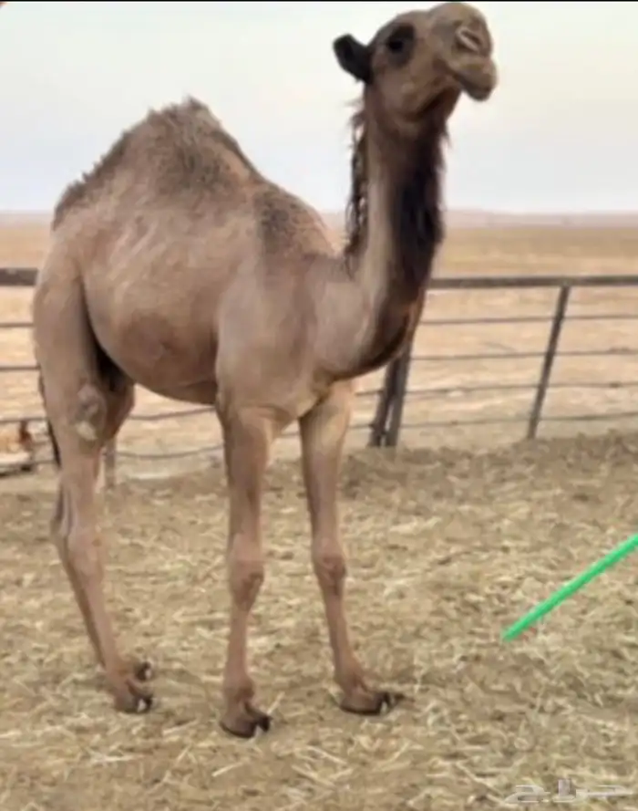 للبيع بعير اشعل 2