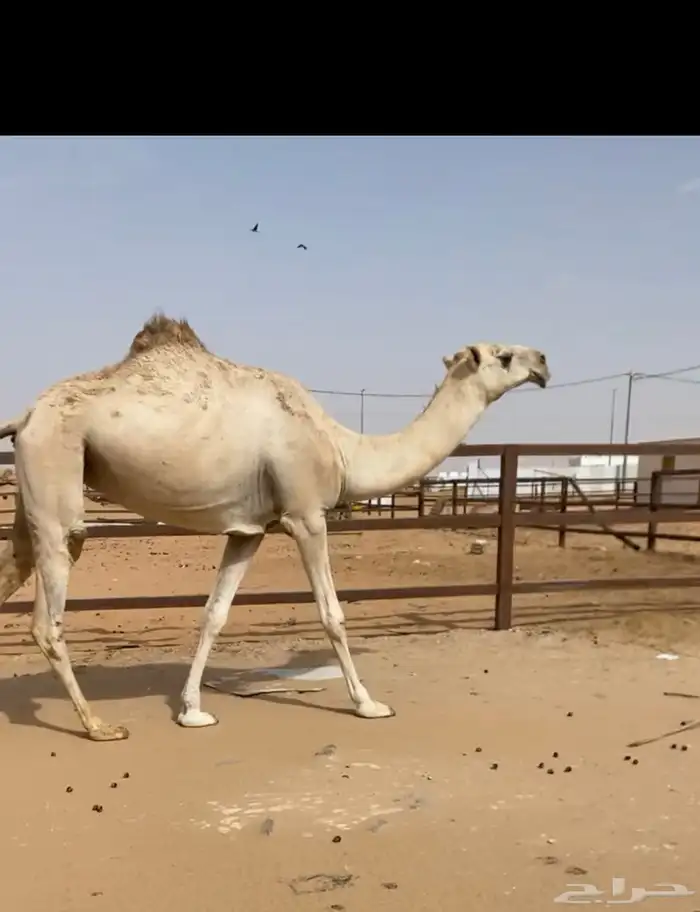 بكره رمانيه لقيه شقحاء طيبه طفاح ووسر 0