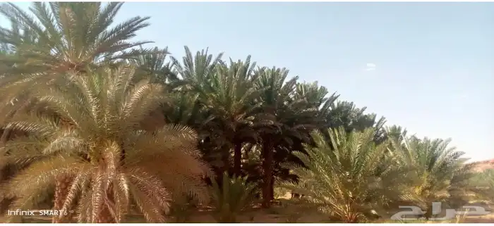 صيف برني العلا العذيب مبروم 3