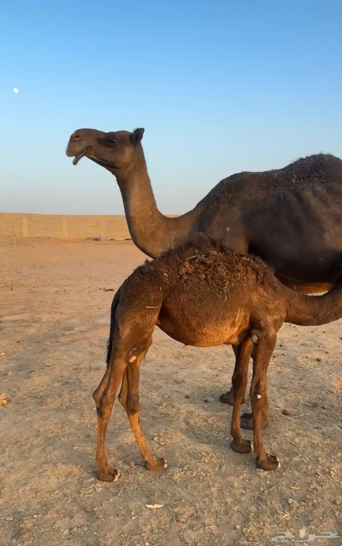 خلفه مجهم للبيع 1