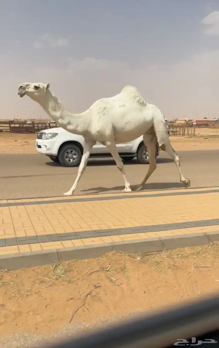 ضروبه وضحاء كفو فوق البداوه جذعه مميت 5