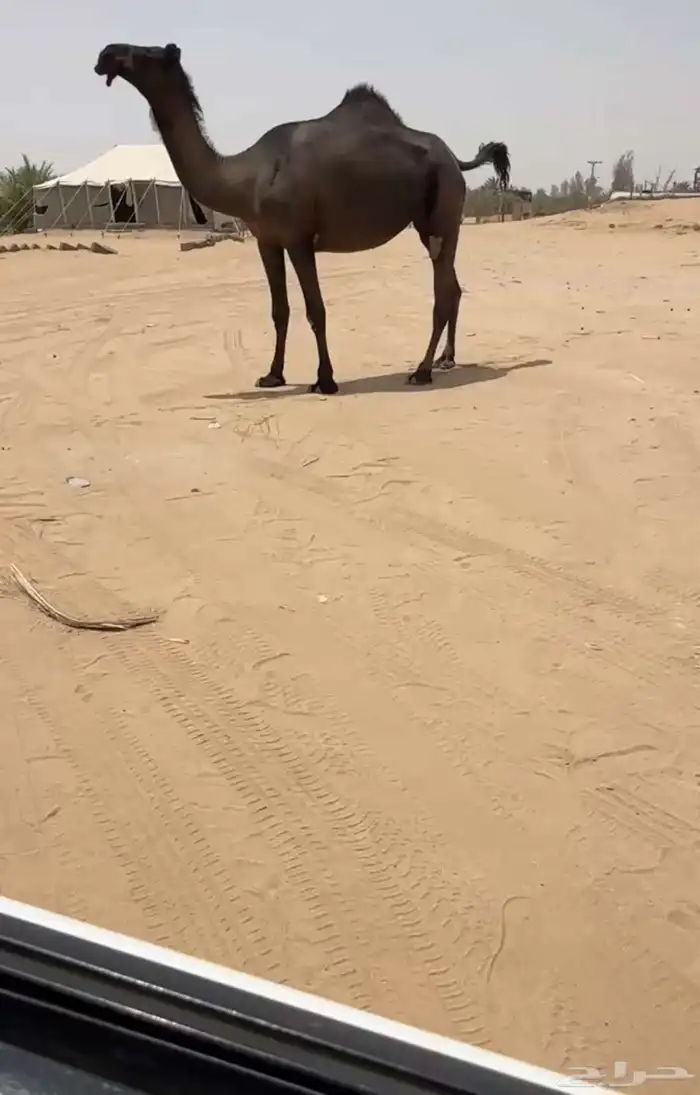 جذعه مجهم 0