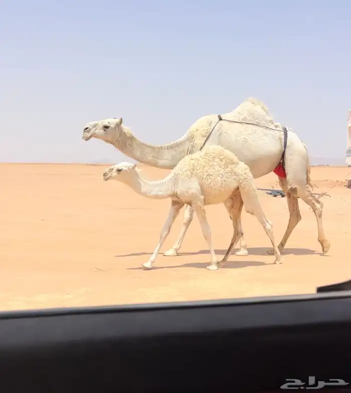 عشرا وضحى كفوو 2