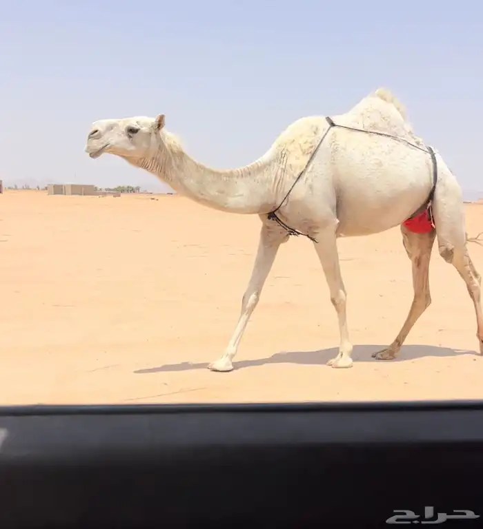 عشرا وضحى كفوو 1