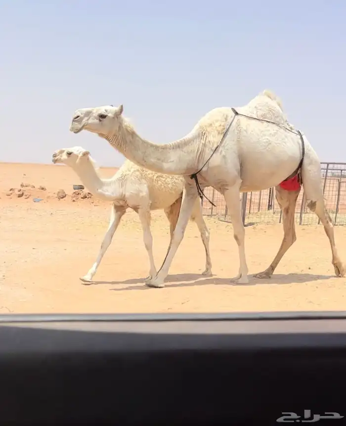 عشرا وضحى كفوو 0