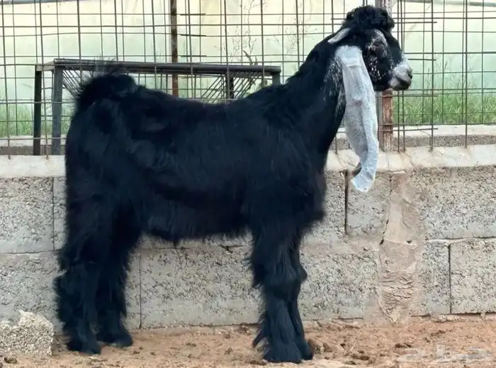 مشاريع فحول عوارض معرفه عيال الجوكر 2