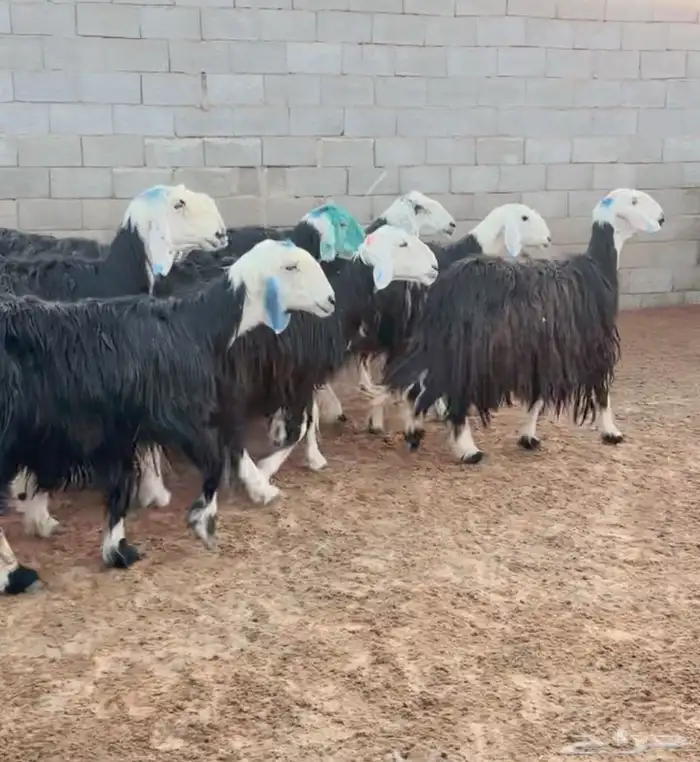 الببييع غنم نجد كفو تخت الفحول والعلم بيد الله عددهم 8 1