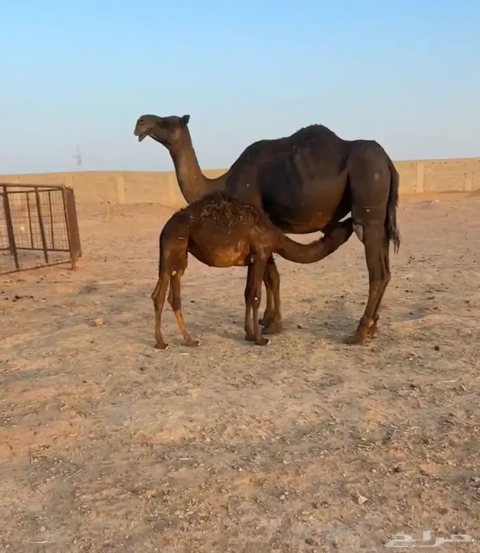 خلفه مجهم للبيع 0
