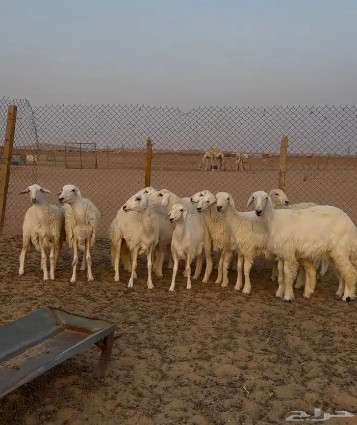 جذعات حريات 1