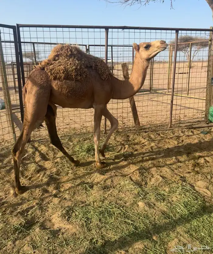 بكره للبيع 0
