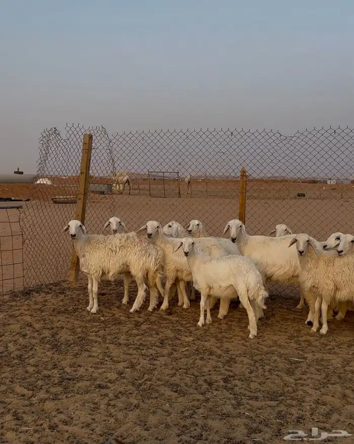 جذعات حريات 4