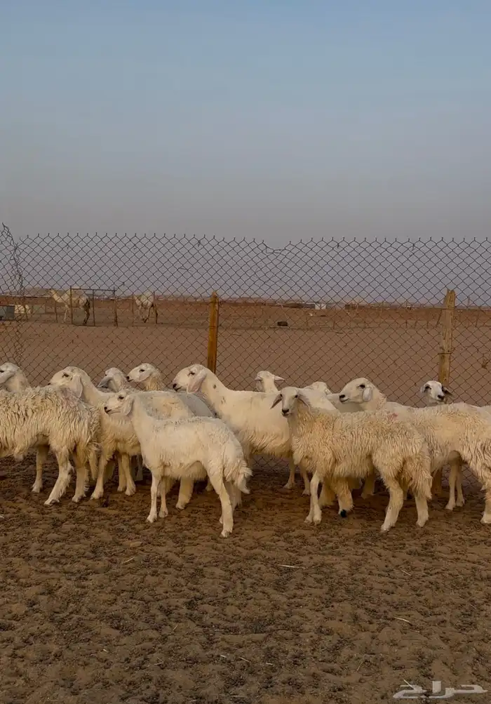 جذعات حريات 3