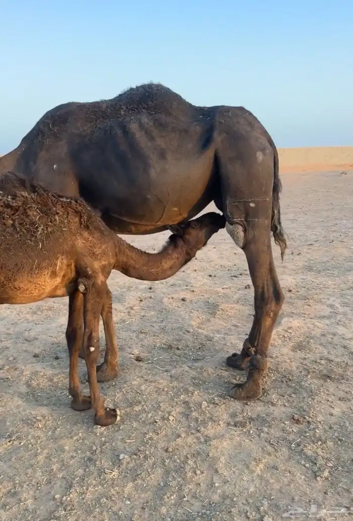 خلفه مجهم للبيع 2