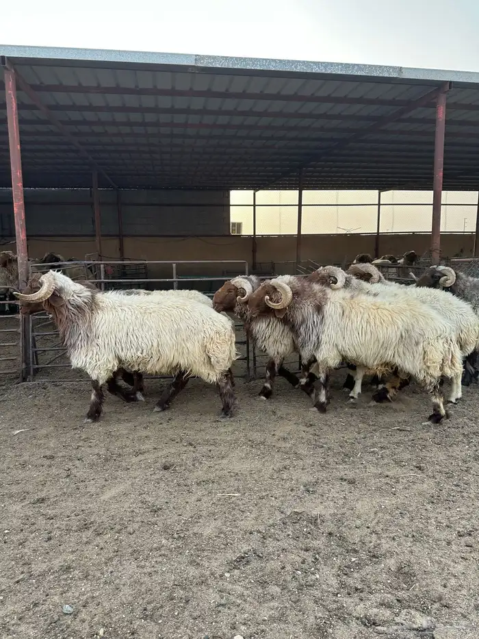 فحول أنعيم طيبه اللبييع 6