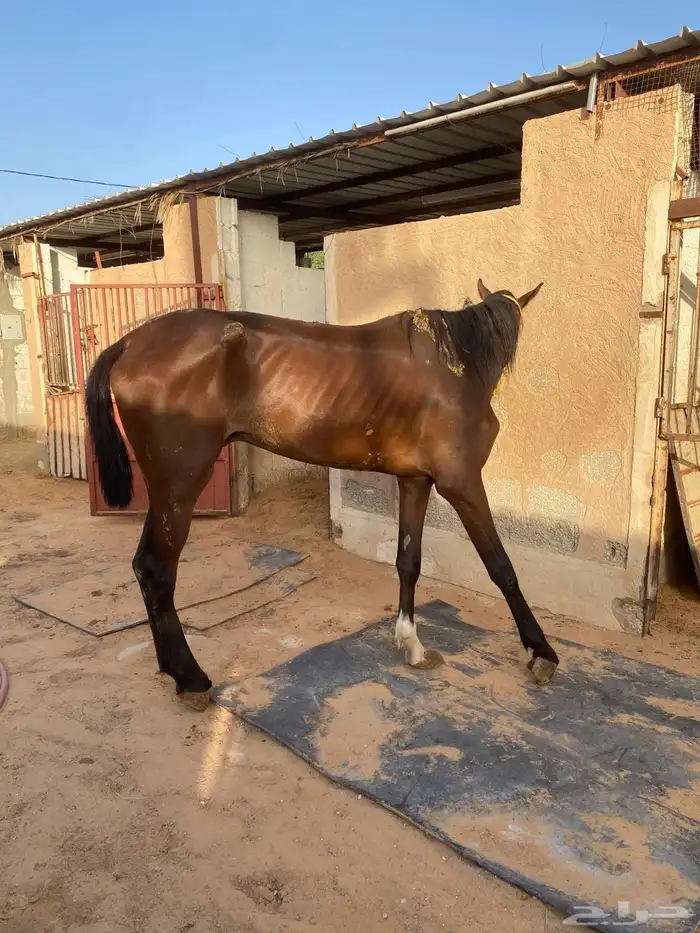 خيل تبني 1