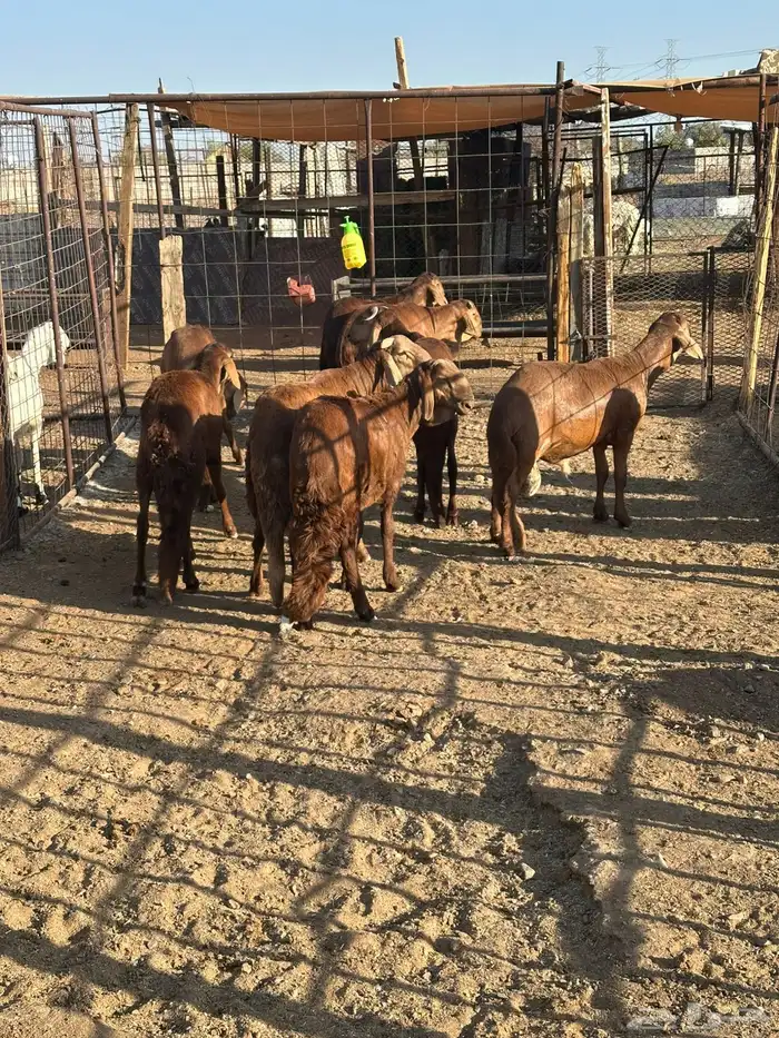 سواكن حمريات شرط تم البيع 0