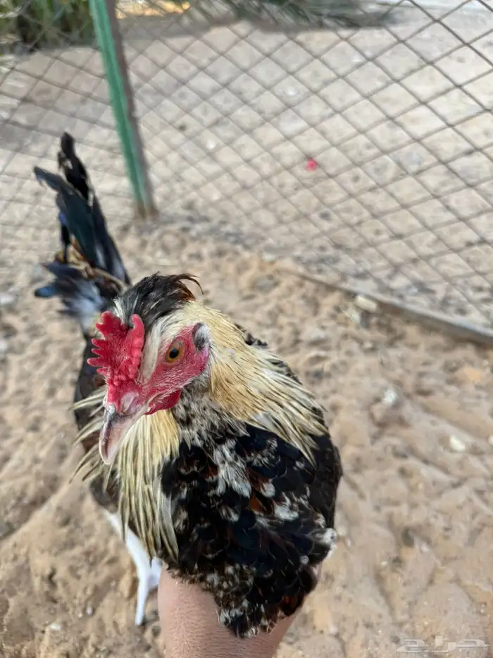 ديكه للبيع 0