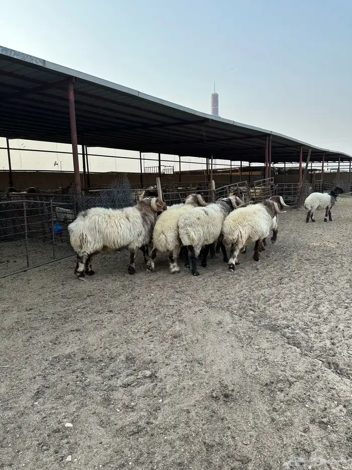 فحول أنعيم طيبه اللبييع 9