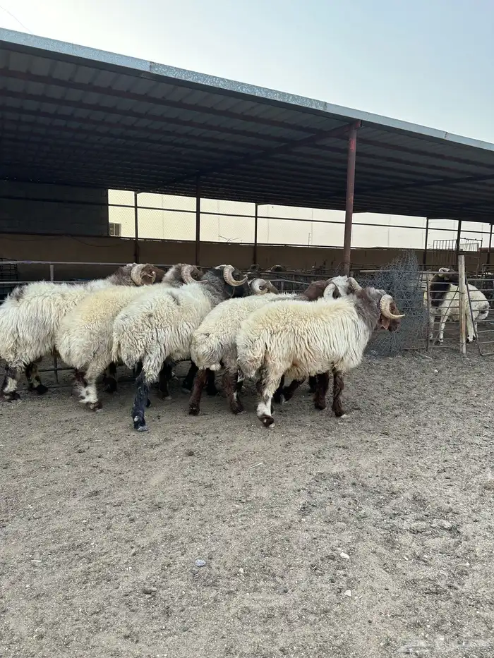 فحول أنعيم طيبه اللبييع 7