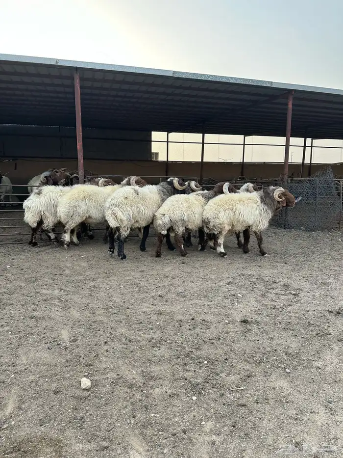 فحول أنعيم طيبه اللبييع 0