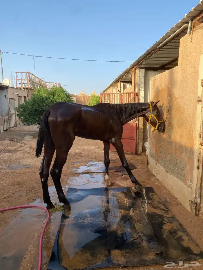 خيل تبني 0