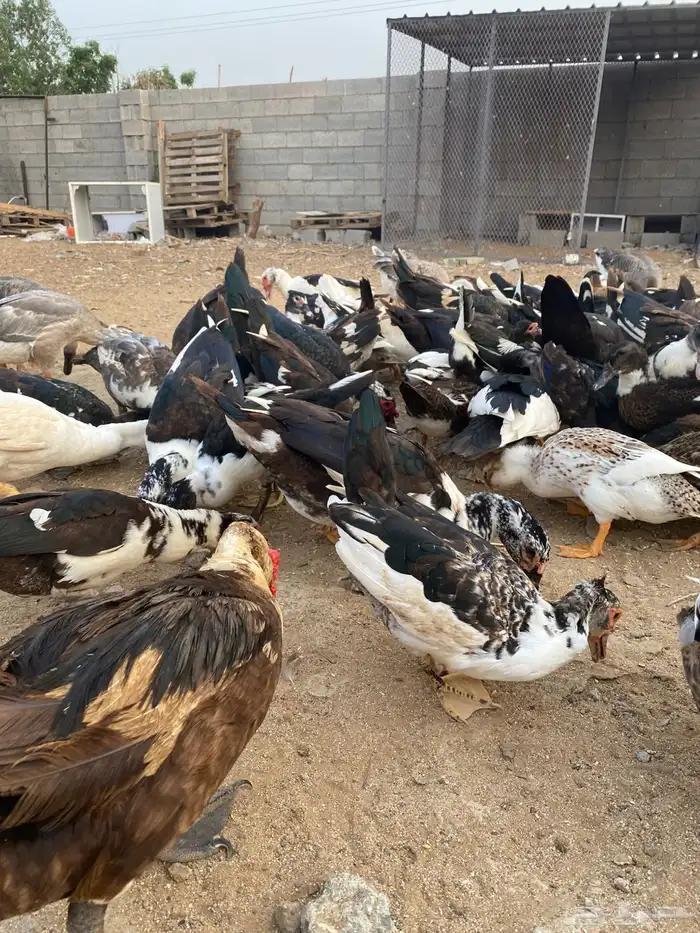 بط بلدي 3