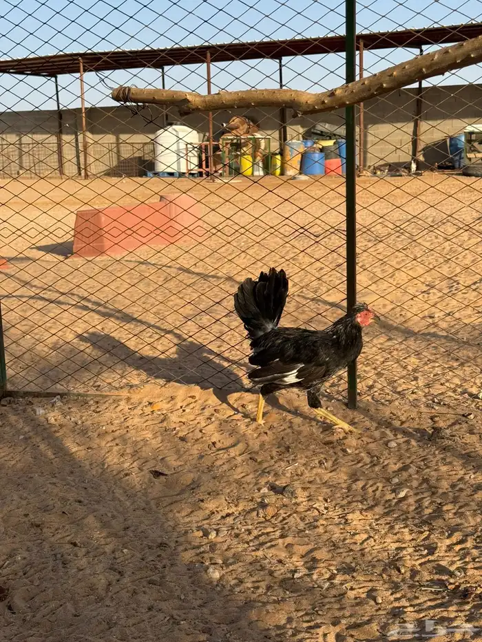 ديكه للبيع 7