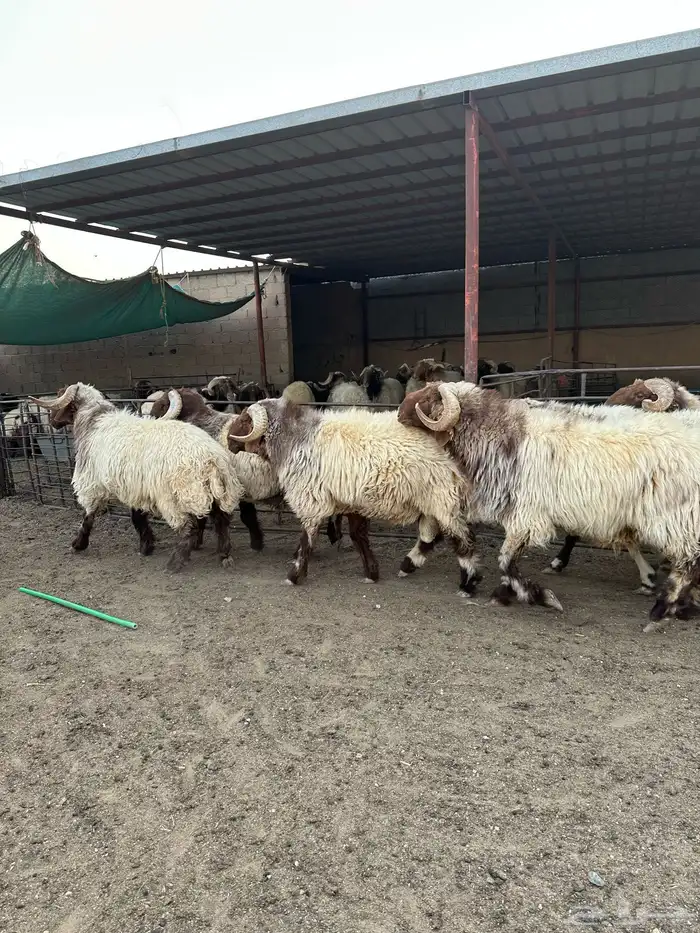 فحول أنعيم طيبه اللبييع 5