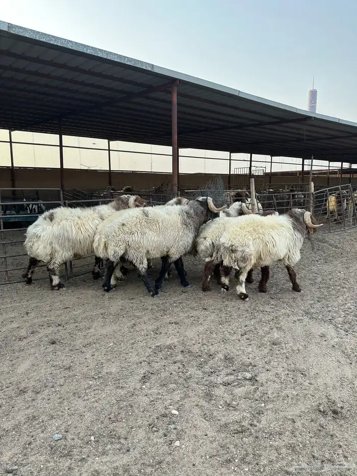 فحول أنعيم طيبه اللبييع 8