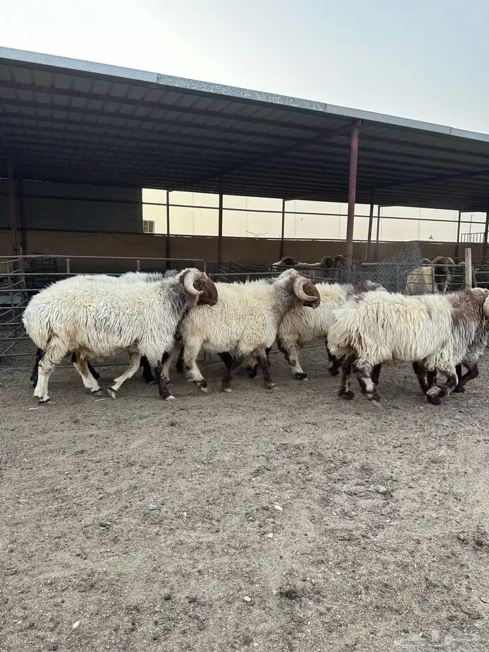 فحول أنعيم طيبه اللبييع 10