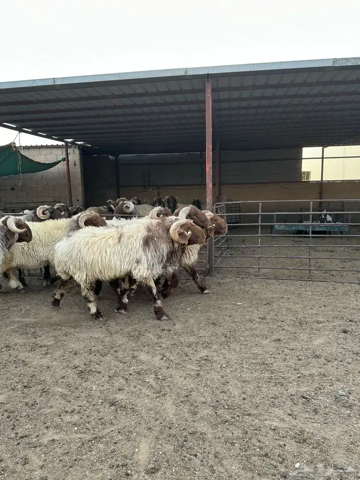 فحول أنعيم طيبه اللبييع 14