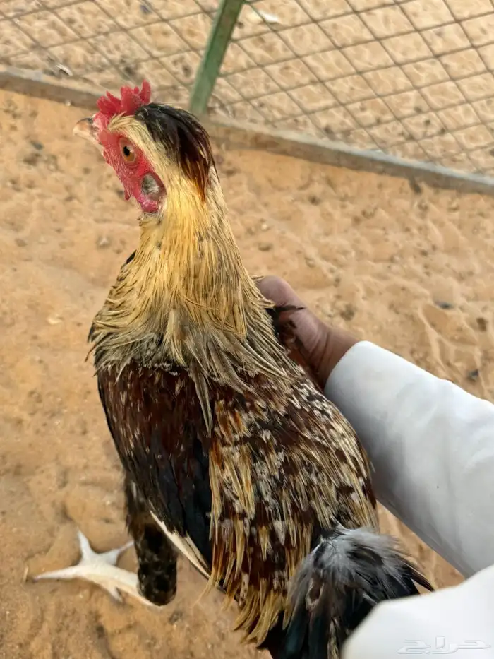 ديكه للبيع 2