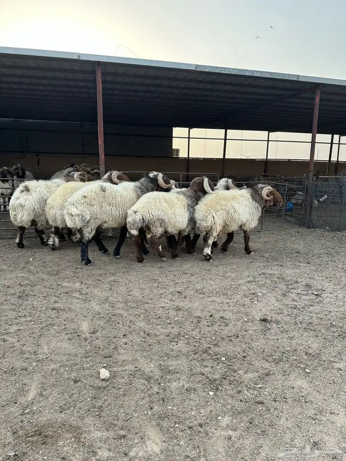 فحول أنعيم طيبه اللبييع 1