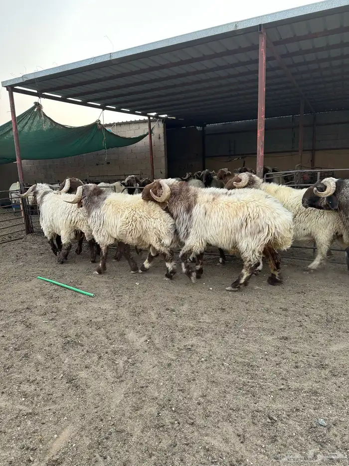 فحول أنعيم طيبه اللبييع 12