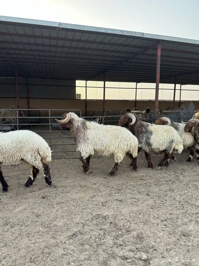 فحول أنعيم طيبه اللبييع 3