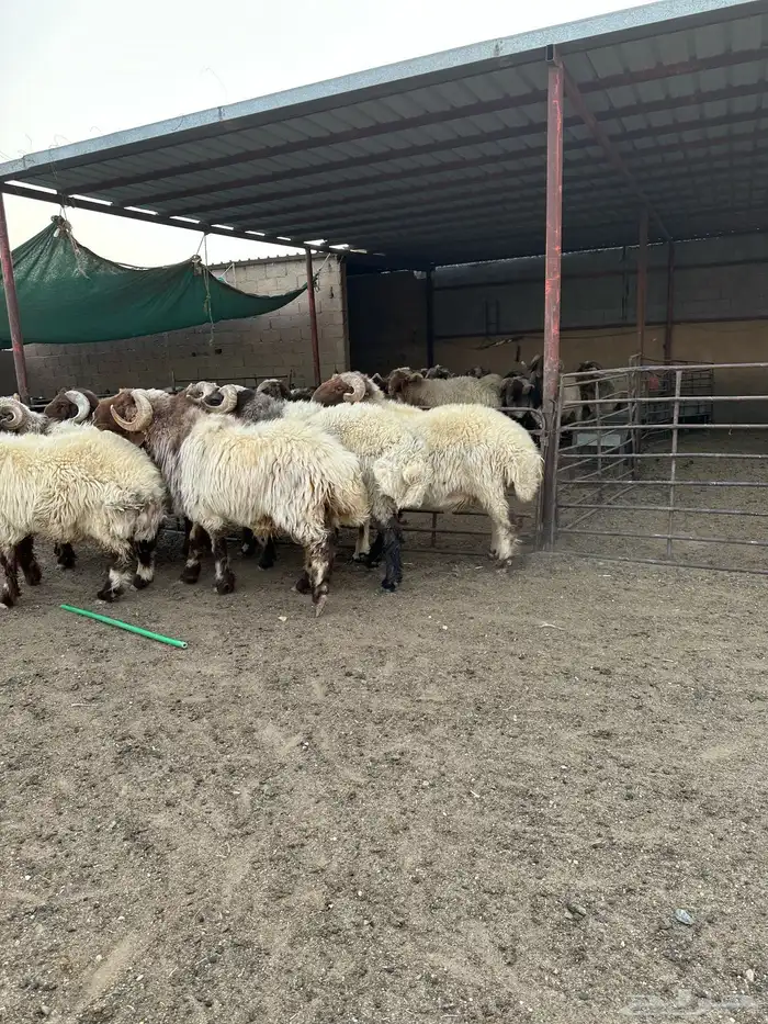 فحول أنعيم طيبه اللبييع 13