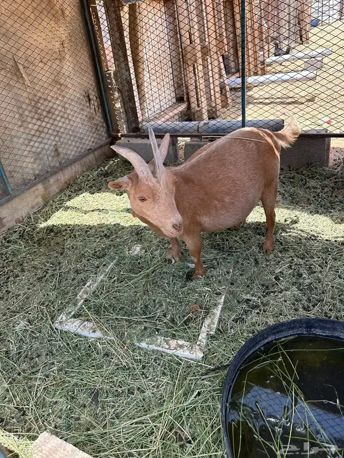 عنز دافع 0