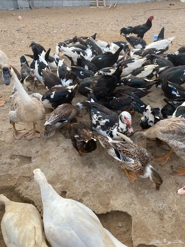 بط بلدي 2
