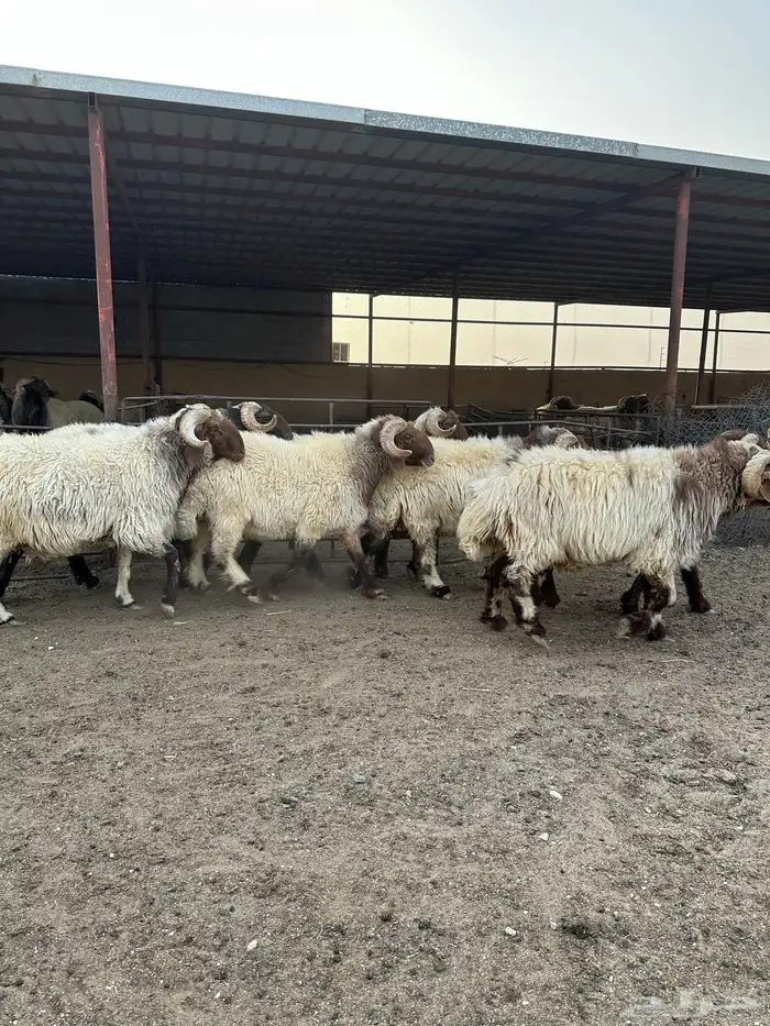 فحول أنعيم طيبه اللبييع 11