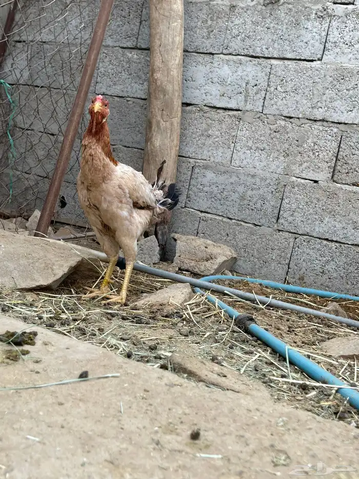 دجاجة 2