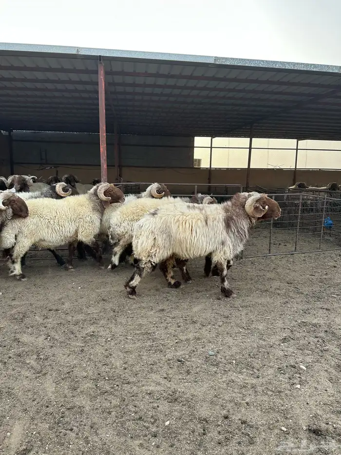 فحول أنعيم طيبه اللبييع 4