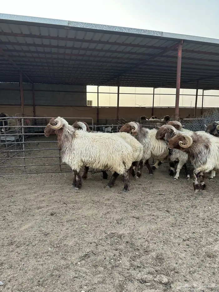 فحول أنعيم طيبه اللبييع 2