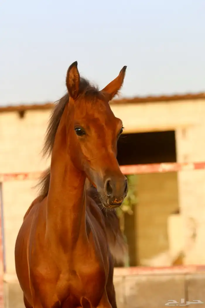 مهر واهو شيخ 6